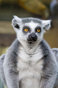 Image of Lemur Linnaeus 1758