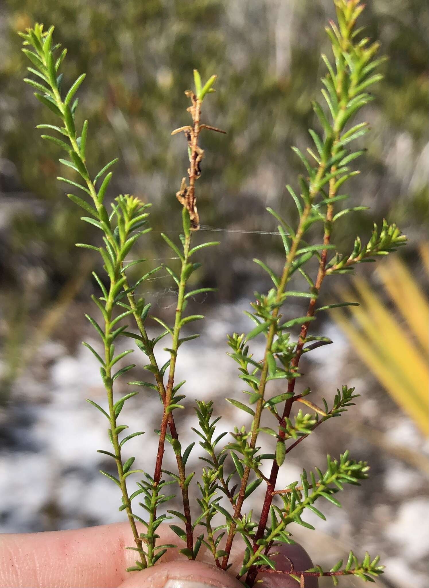 Image of Deckert's pinweed