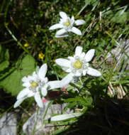 صورة Leontopodium nivale subsp. alpinum (Cass.) Greuter