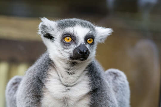 Image of Lemur Linnaeus 1758