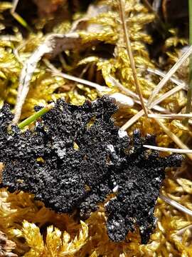 Image of shield lichen