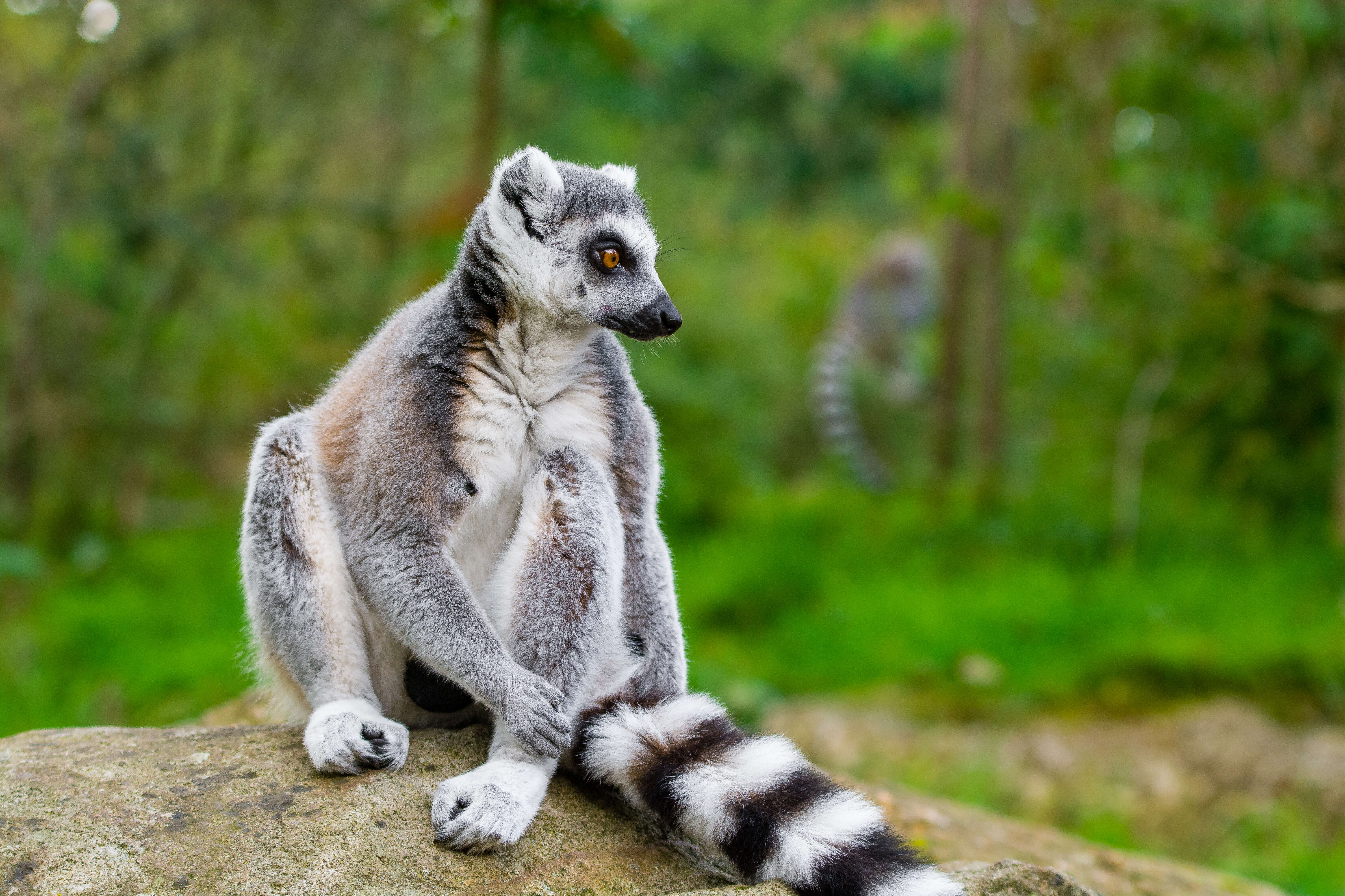 Image of Lemur Linnaeus 1758