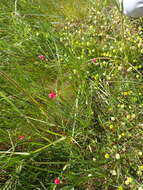 Image of Grass Vetchling