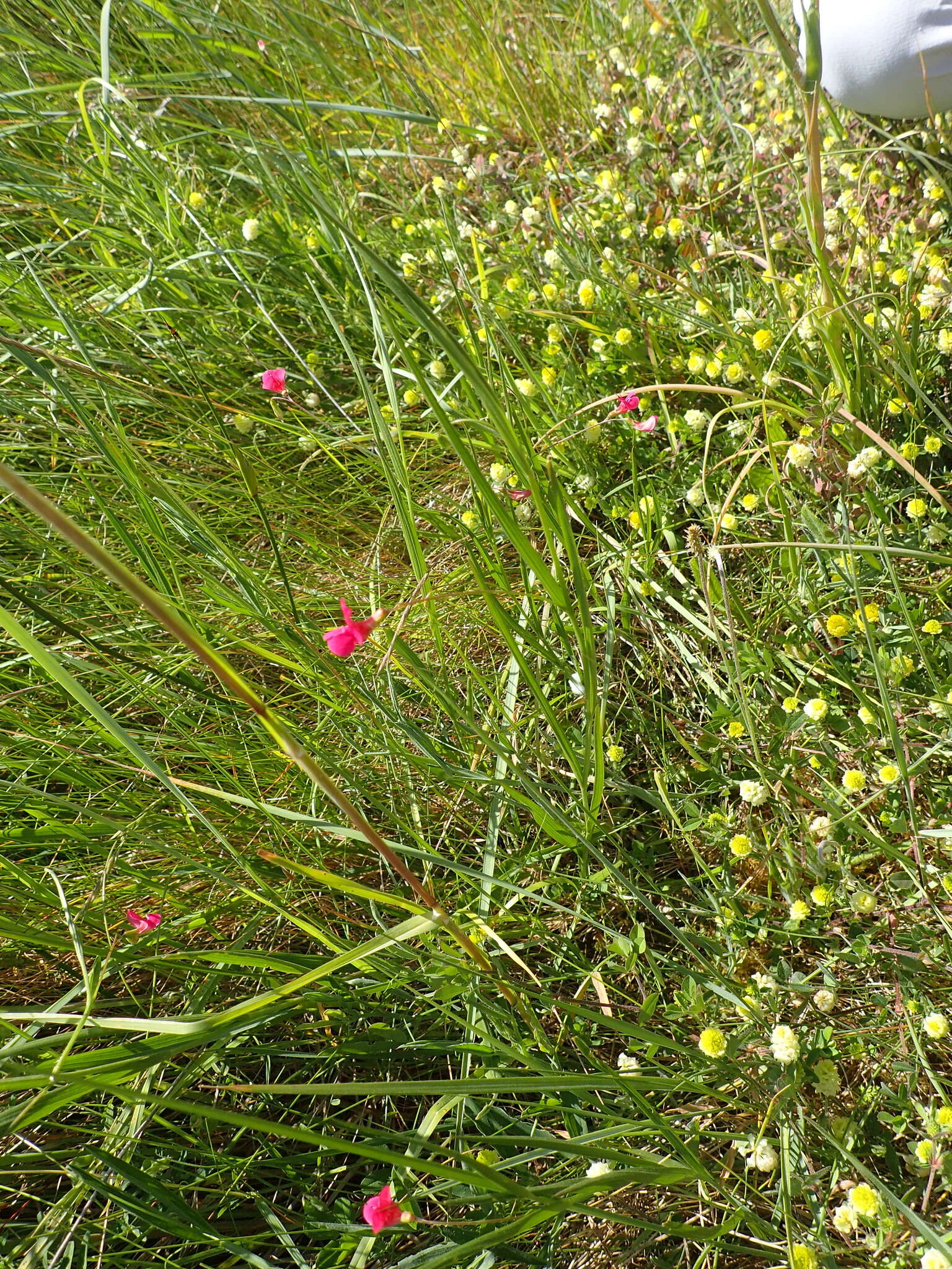 Image of Grass Vetchling