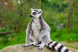 Image of Lemur Linnaeus 1758