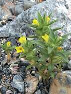 Image of golden desert-snapdragon