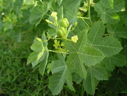 Image of Jatropha chevalieri Beille