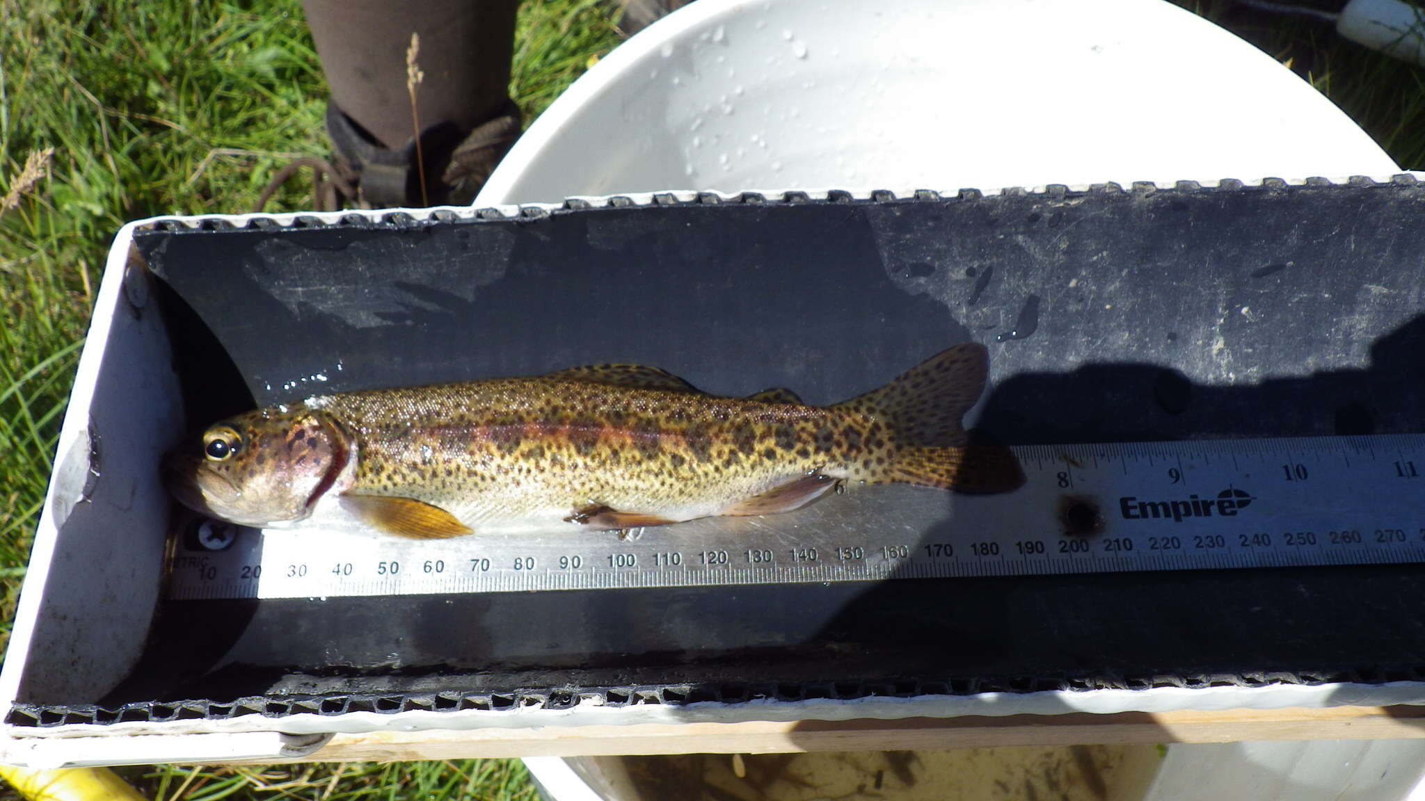 Image of Oncorhynchus mykiss gairdnerii (Richardson 1836)