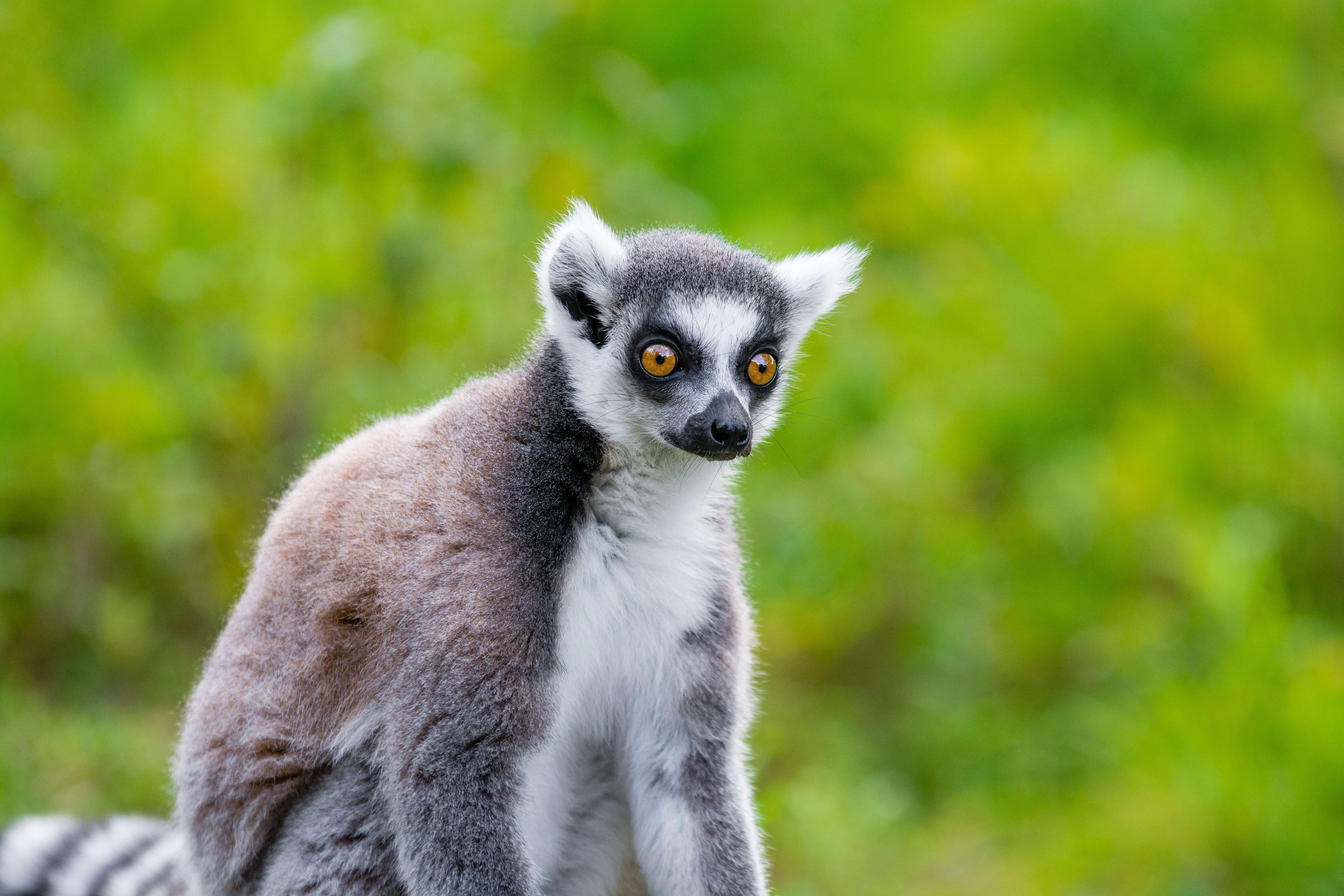 Image of Lemur Linnaeus 1758