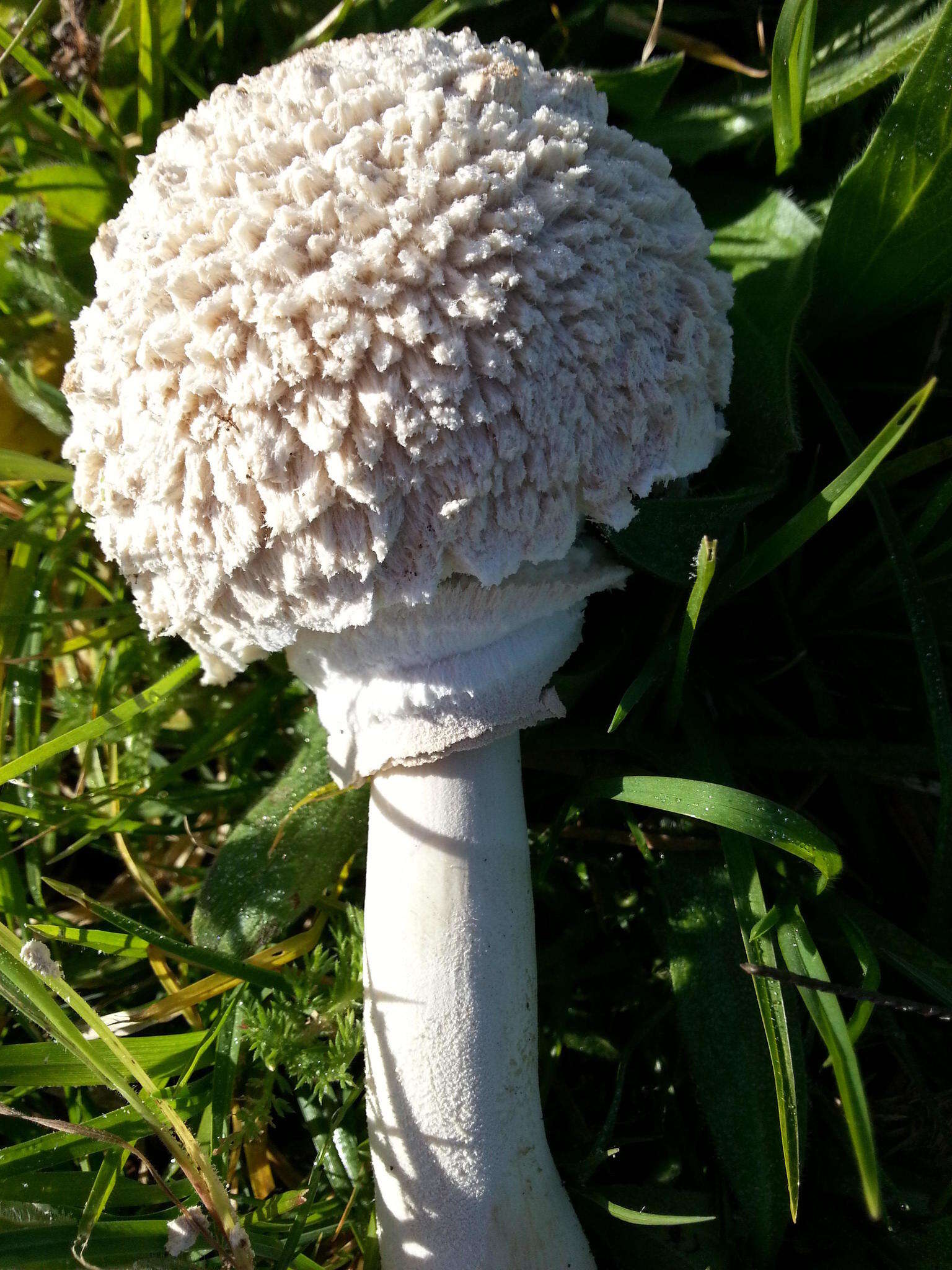 Слика од Macrolepiota zeyheri Heinem. 1962