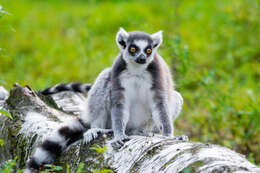 Image of Lemur Linnaeus 1758