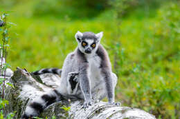 Image of Lemur Linnaeus 1758