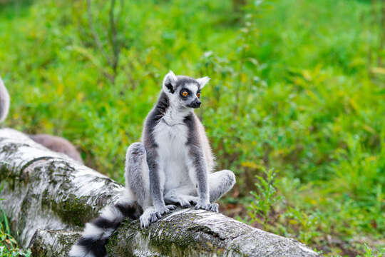 Image of Lemur Linnaeus 1758