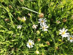 Image de Symphyotrichum trilineatum (Sch. Bip. ex Klatt) G. L. Nesom