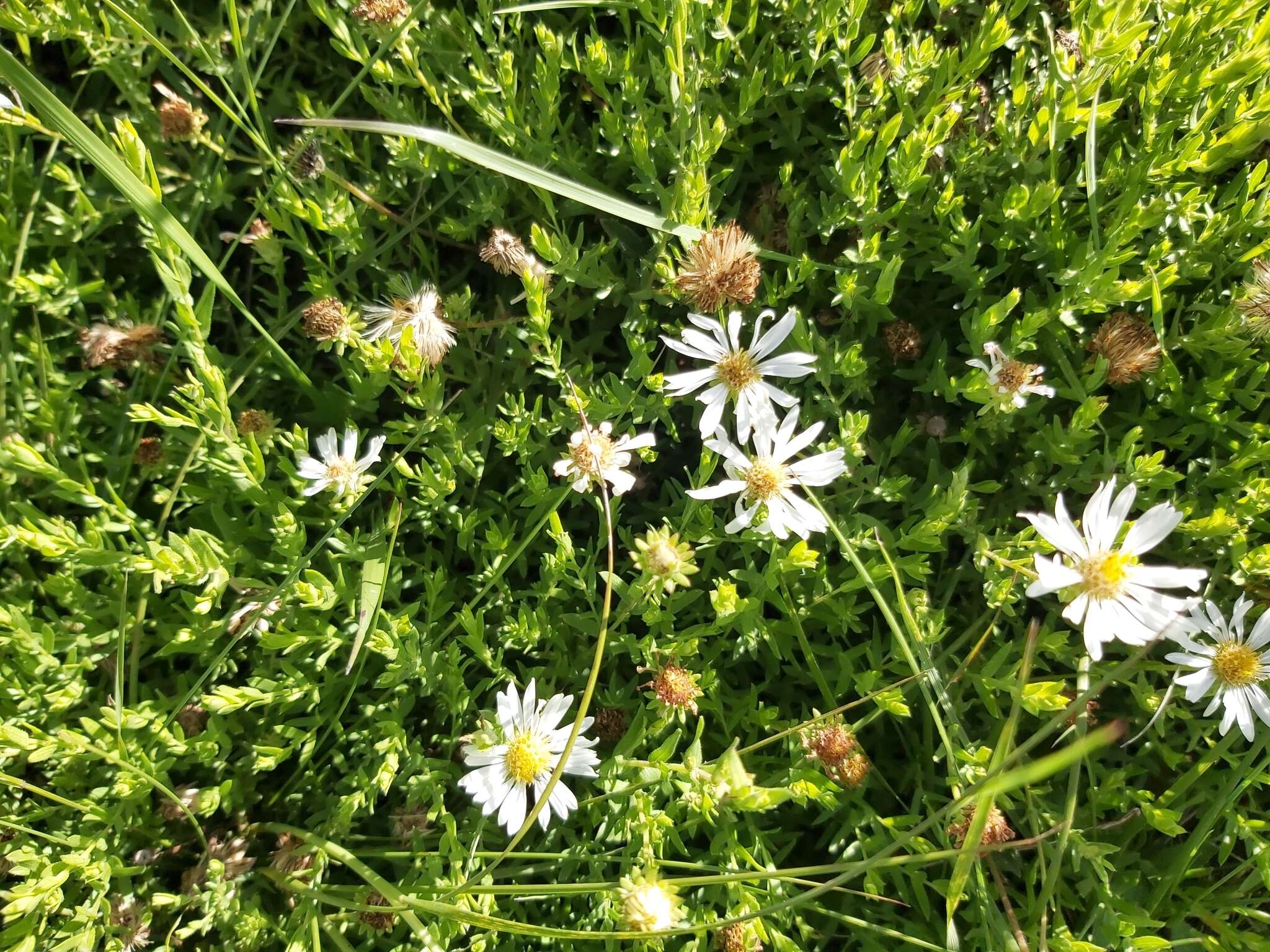 Image de Symphyotrichum trilineatum (Sch. Bip. ex Klatt) G. L. Nesom