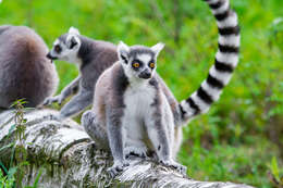 Image of Lemur Linnaeus 1758