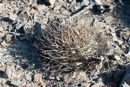 Image of Gymnocalycium spegazzinii subsp. cardenasianum (F. Ritter) R. Kiesling & Metzing