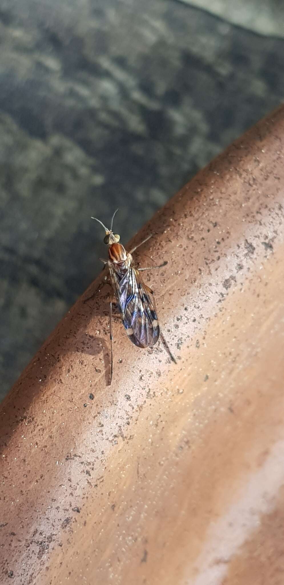 Image of Sylvicola notatus (Hutton 1902)