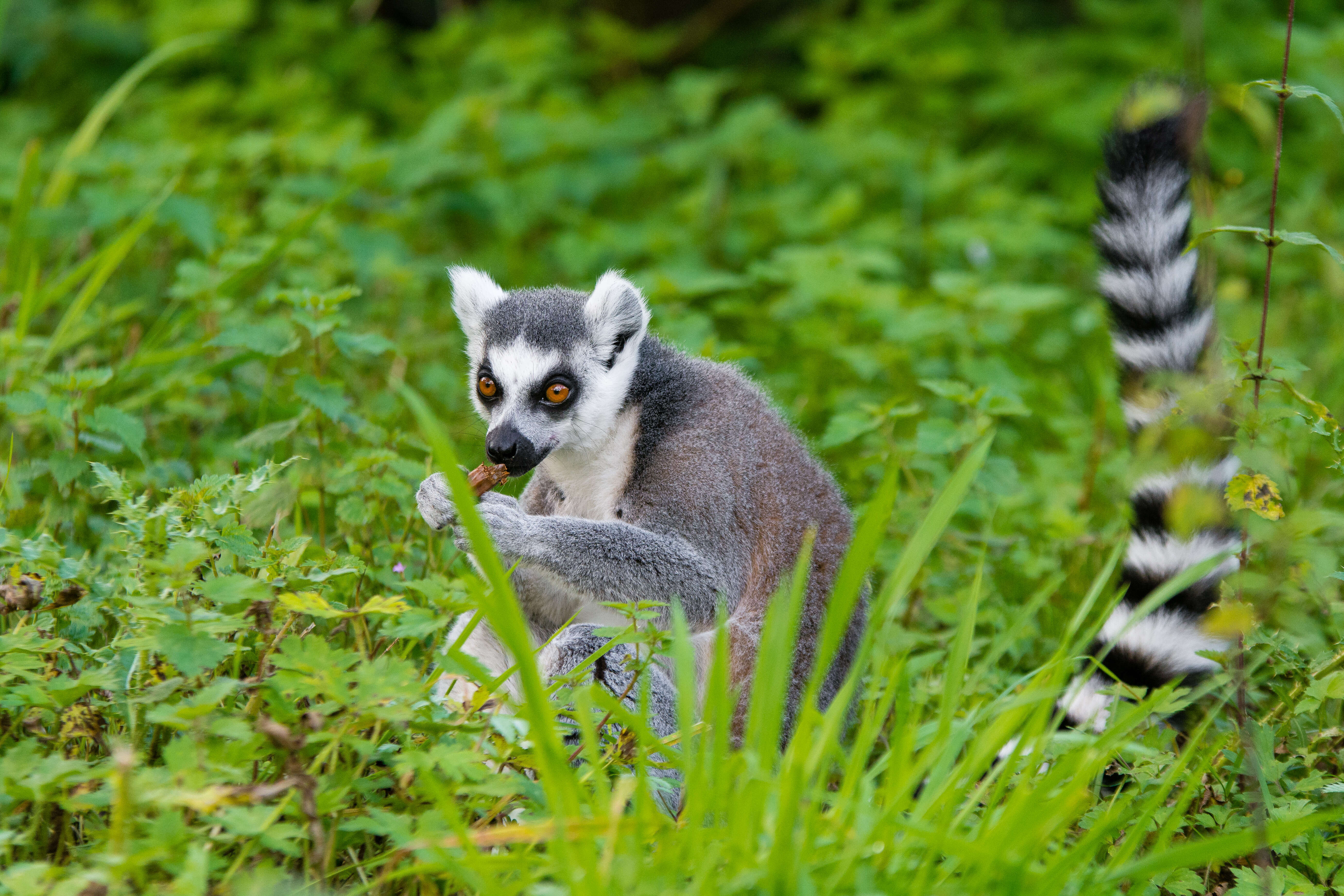 Image of Lemur Linnaeus 1758