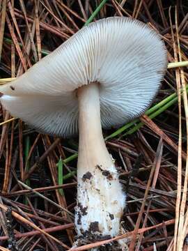 Image of Rhodocollybia butyracea (Bull.) Lennox 1979