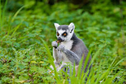 Image of Lemur Linnaeus 1758