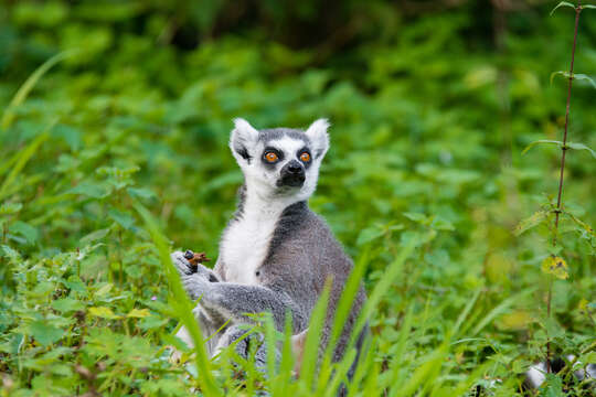 Image of Lemur Linnaeus 1758