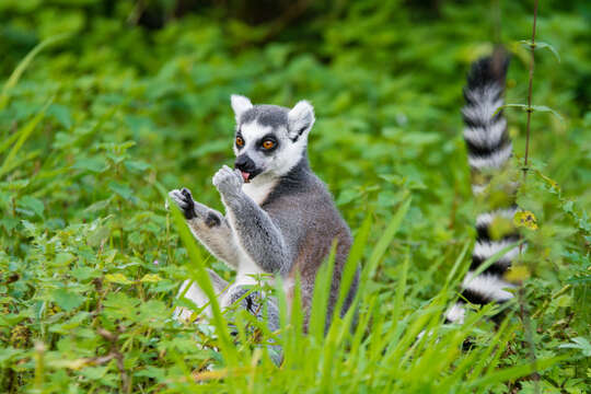 Image of Lemur Linnaeus 1758