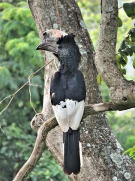 Image of Black-and-white Casqued Hornbill