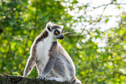 Image of Lemur Linnaeus 1758