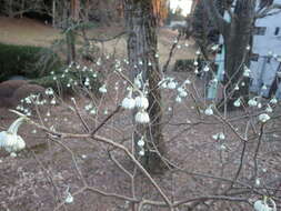 Plancia ëd Edgeworthia chrysantha Lindl.