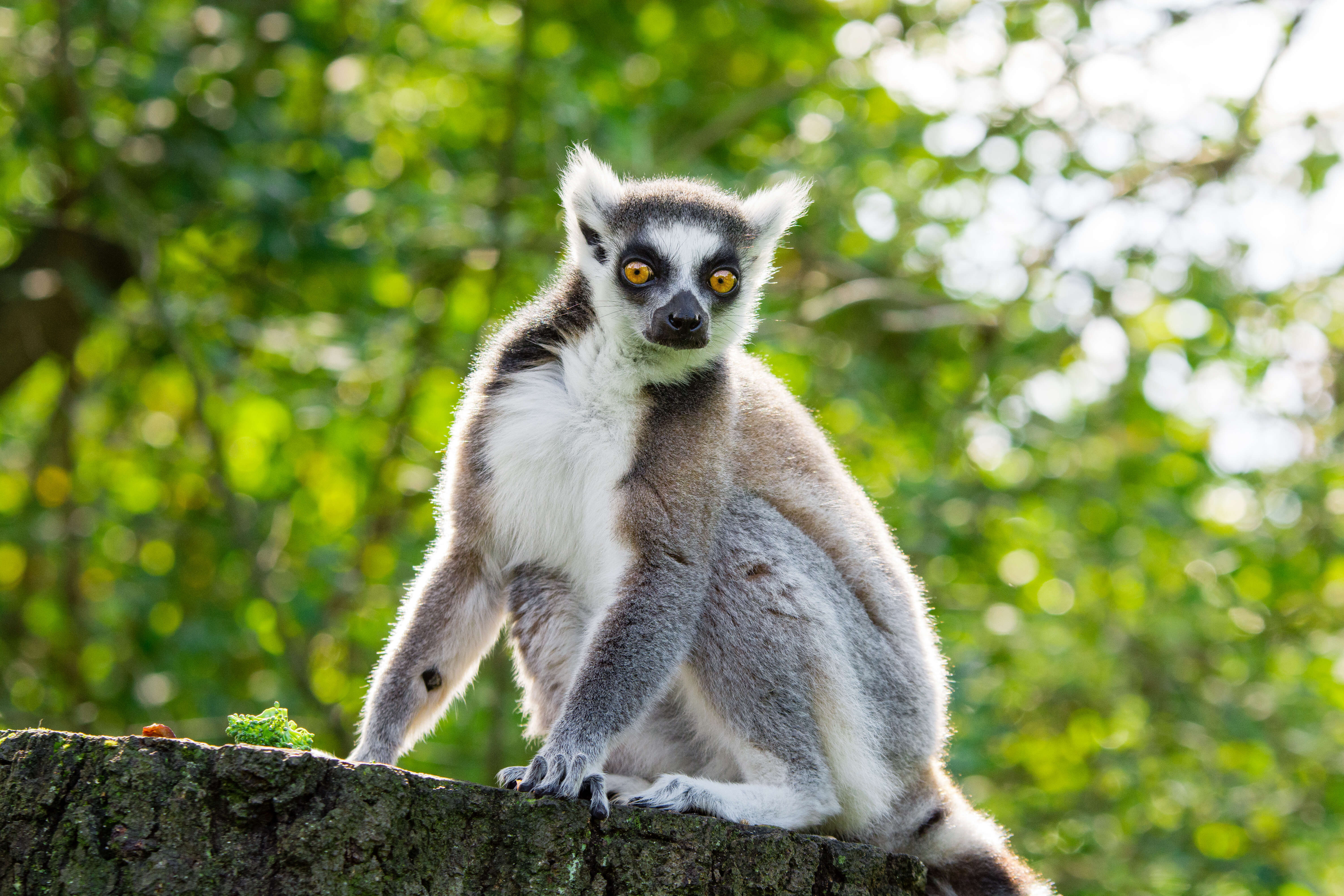 Image of Lemur Linnaeus 1758