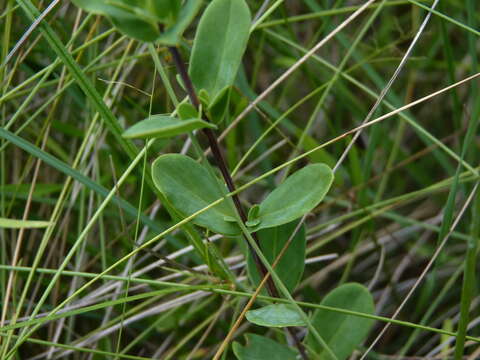 Imagem de Hypericum crux-andreae (L.) Crantz