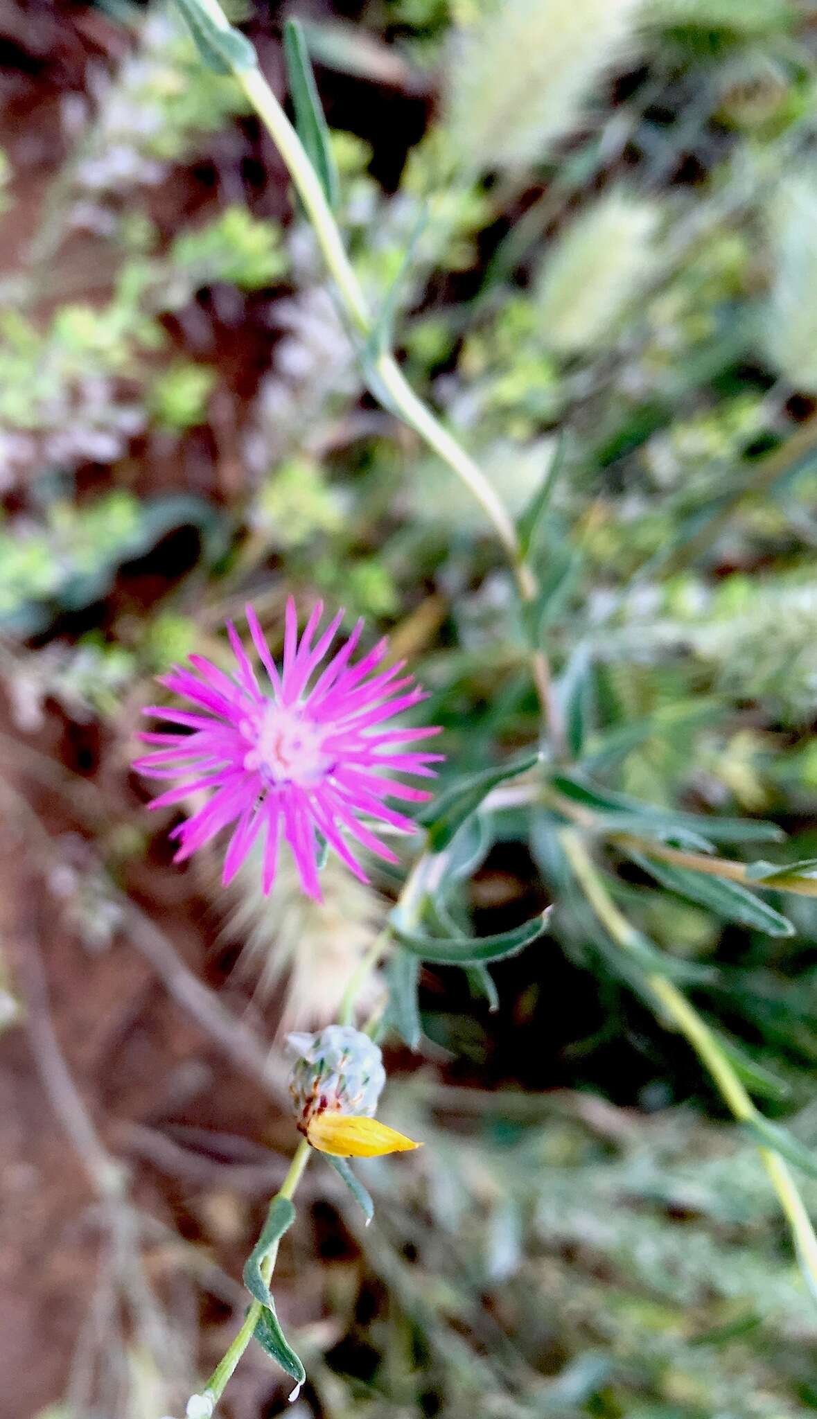 Image de Centaurea pulchella Ledeb.