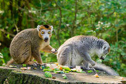 Image of Crowned Lemur