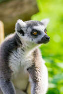 Image of Lemur Linnaeus 1758