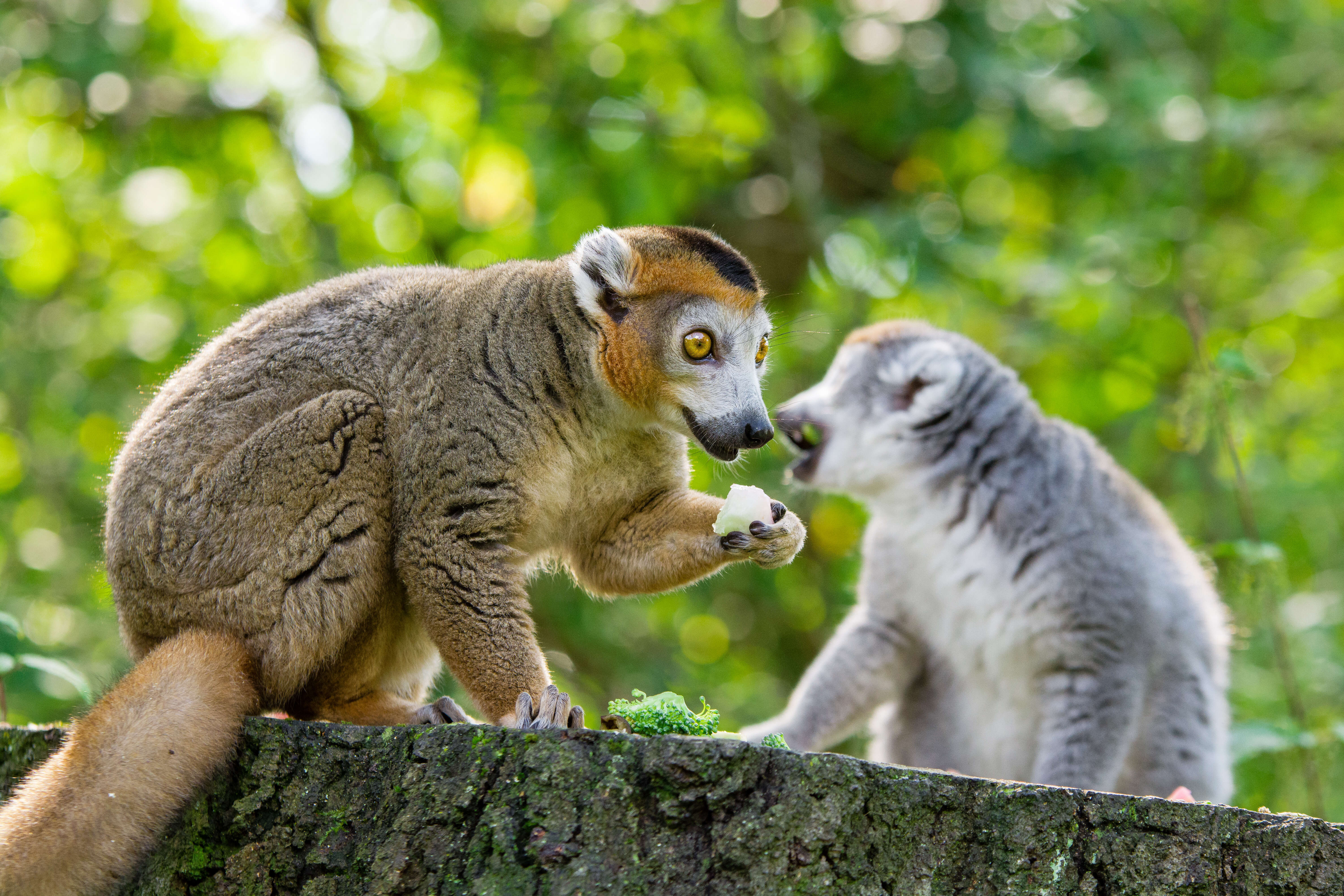 Image of Crowned Lemur