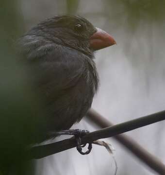 Imagem de Saltator grossus (Linnaeus 1766)