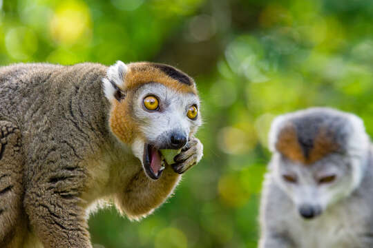 Image of Crowned Lemur