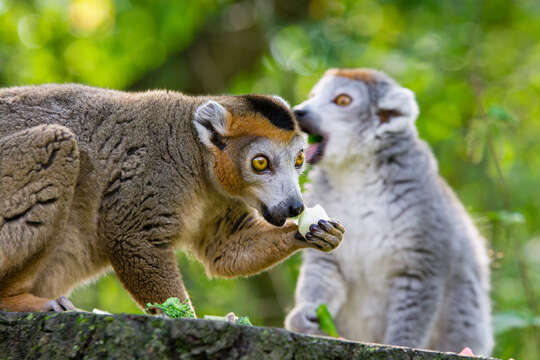 Image of Crowned Lemur