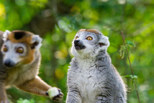 Image of Crowned Lemur