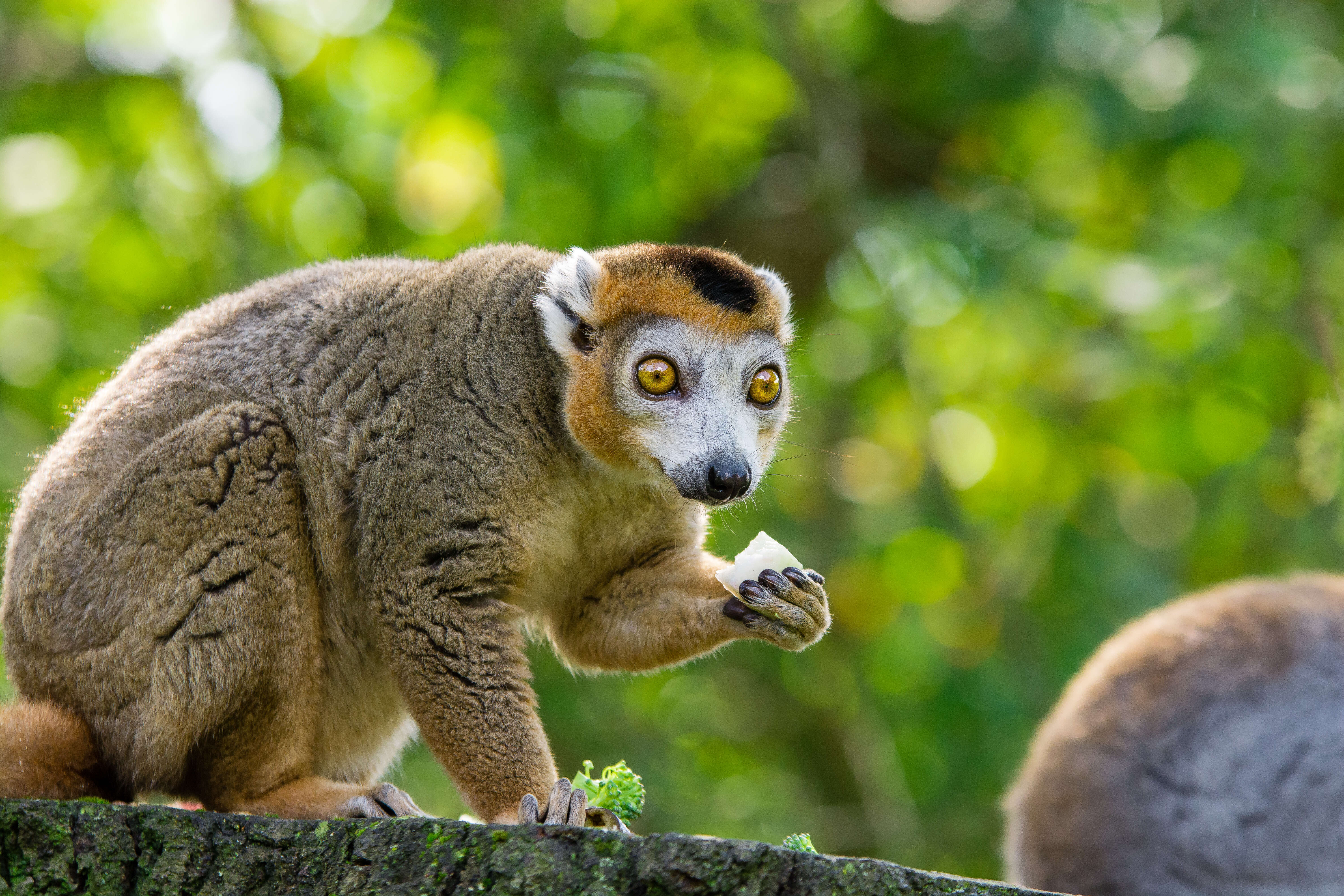 Image of Crowned Lemur