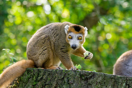 Image of Crowned Lemur