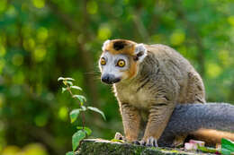 Image of Crowned Lemur