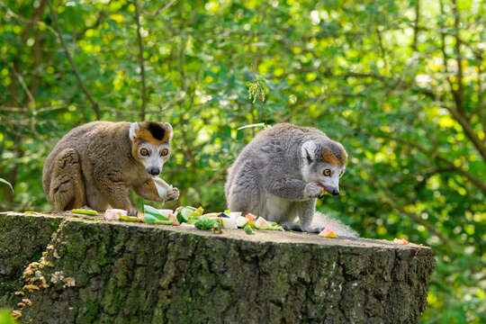 Image of Crowned Lemur