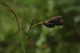 Image of Carex aterrima Hoppe