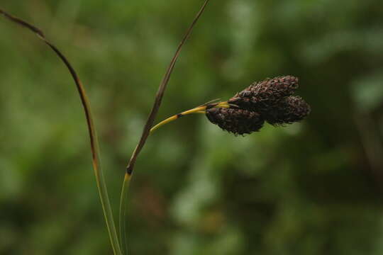 Image of Carex aterrima Hoppe