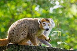 Image of Crowned Lemur