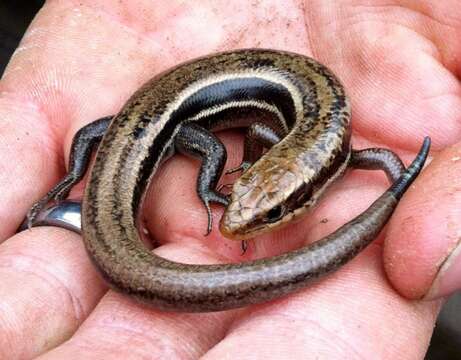 Image of Coal Skink