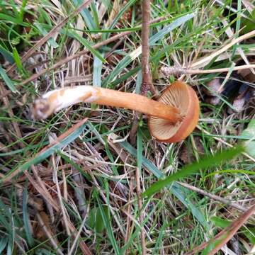 Image of Rhodophana nitellina (Fr.) Papetti 2014