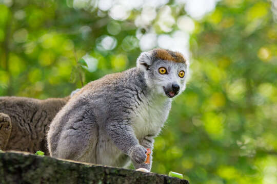 Image of Crowned Lemur